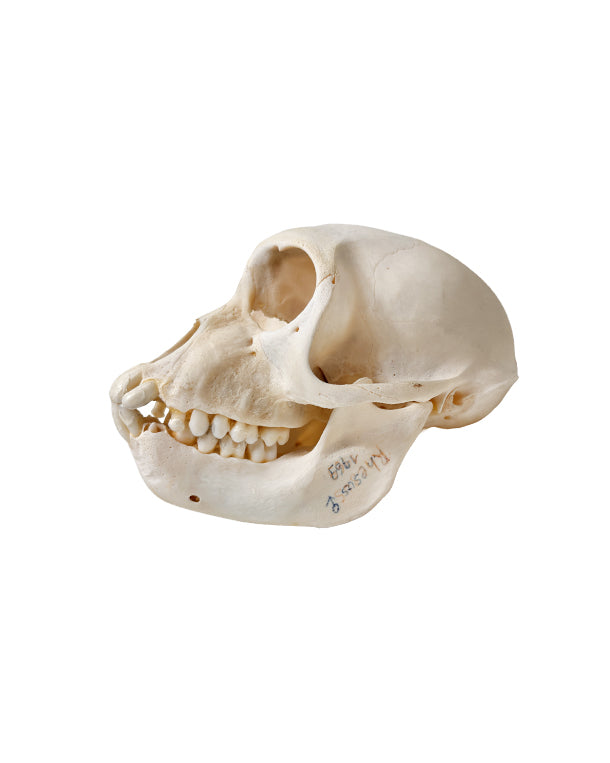 Echter Rhesusaffe Schädel