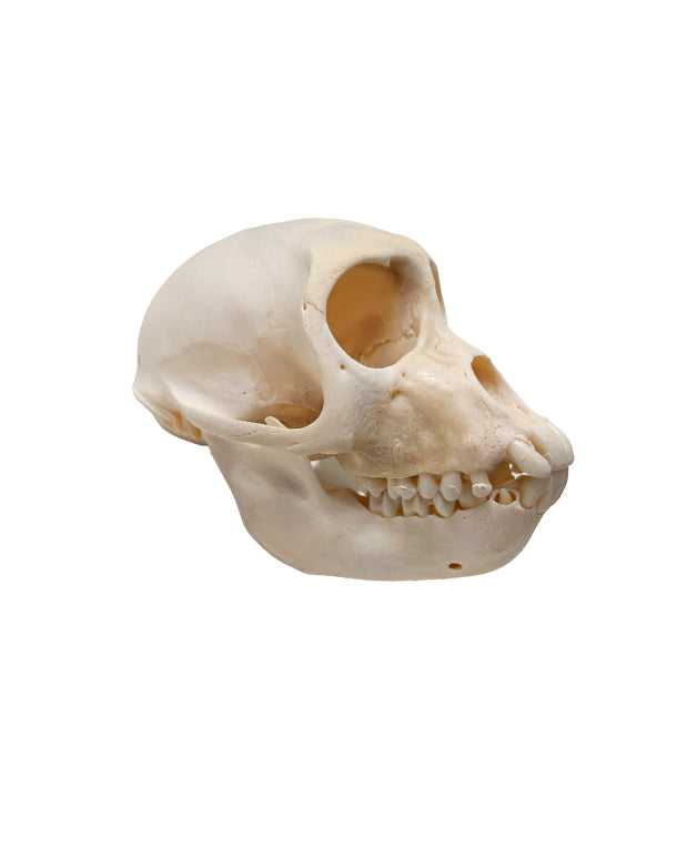 Echter Rhesusaffe Schädel