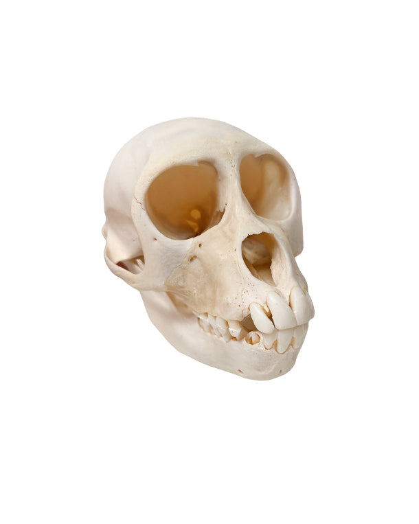 Echter Rhesusaffe Schädel