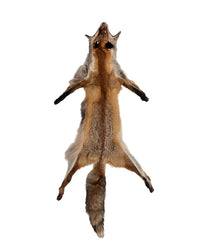 Rotfuchs Fell Offen