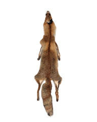 Fourrure de renard ouverte
