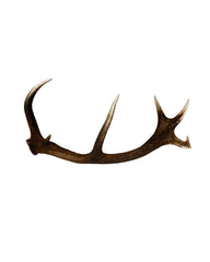 Véritable canne à chute de cerf élaphe d'Appenzell