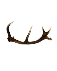 Véritable canne à chute de cerf élaphe d'Appenzell