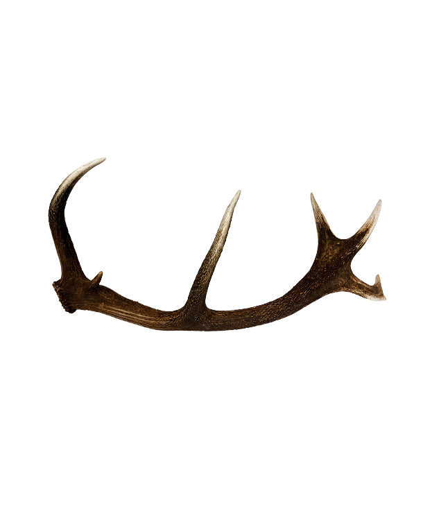 Véritable canne à chute de cerf élaphe d'Appenzell