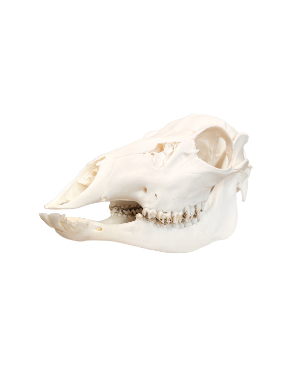 Real Sika Deer Cow Skull