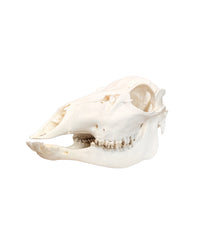 Véritable crâne de vache de cerf sika