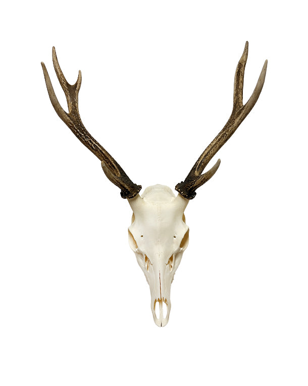 Sikahirsch Schädel kaufen – exklusive Hirschgeweihe und Jagdtrophäen bei SWISSskulls online bestellen