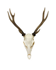 Sikahirsch Schädel kaufen – exklusive Hirschgeweihe und Jagdtrophäen bei SWISSskulls online bestellen