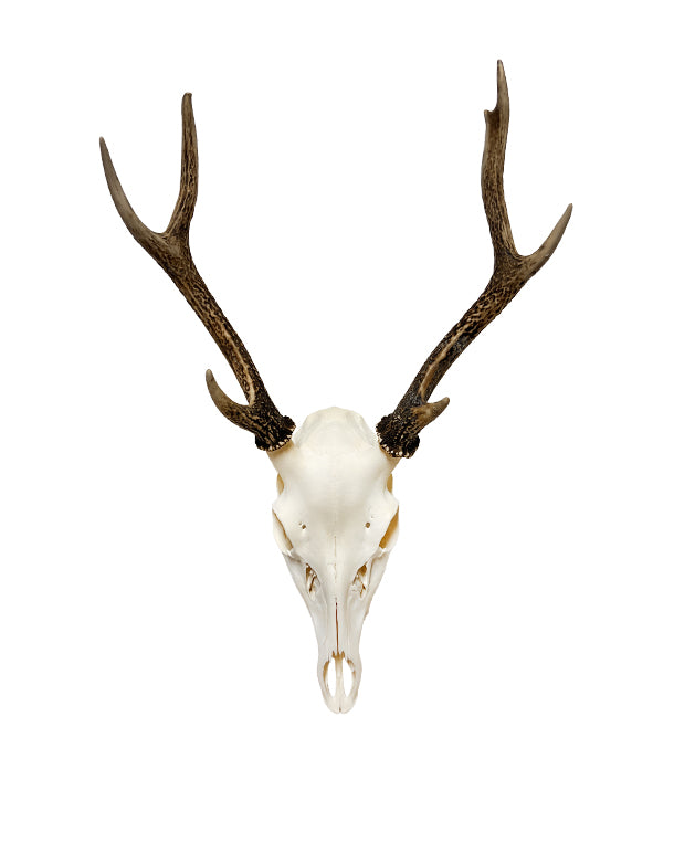 Sikahirsch Geweih kaufen – exklusive Hirschgeweihe und Jagdtrophäen bei SWISSskulls online bestellen