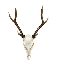 Sikahirsch Geweih kaufen – exklusive Hirschgeweihe und Jagdtrophäen bei SWISSskulls online bestellen