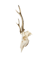 Sikahirsch Schädel