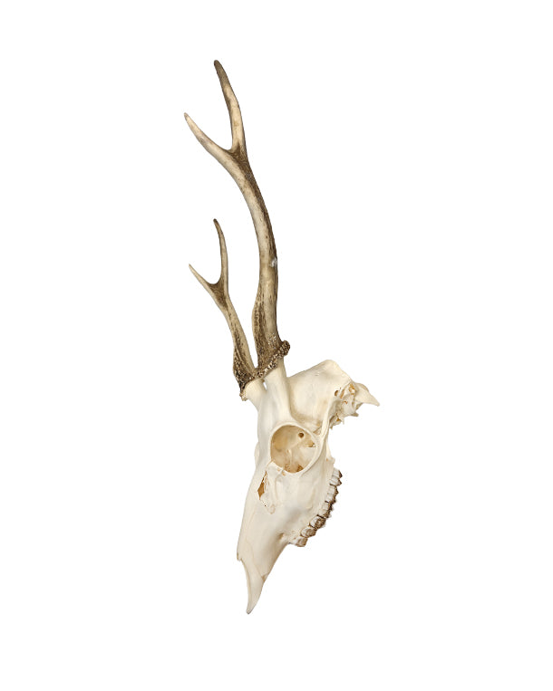 Sikahirsch Schädel