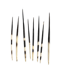 Real porcupine quills