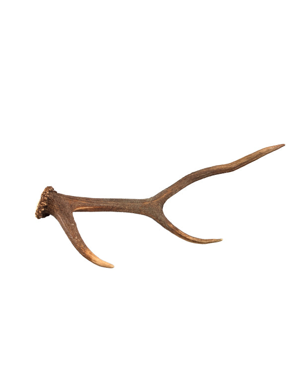 Vrais bois de cerf rouge