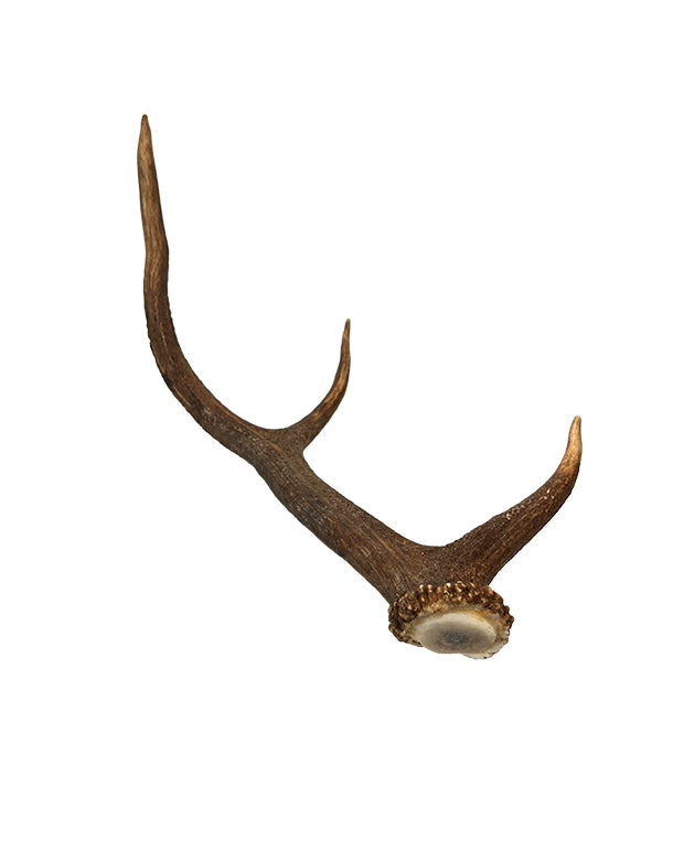 Vrais bois de cerf rouge