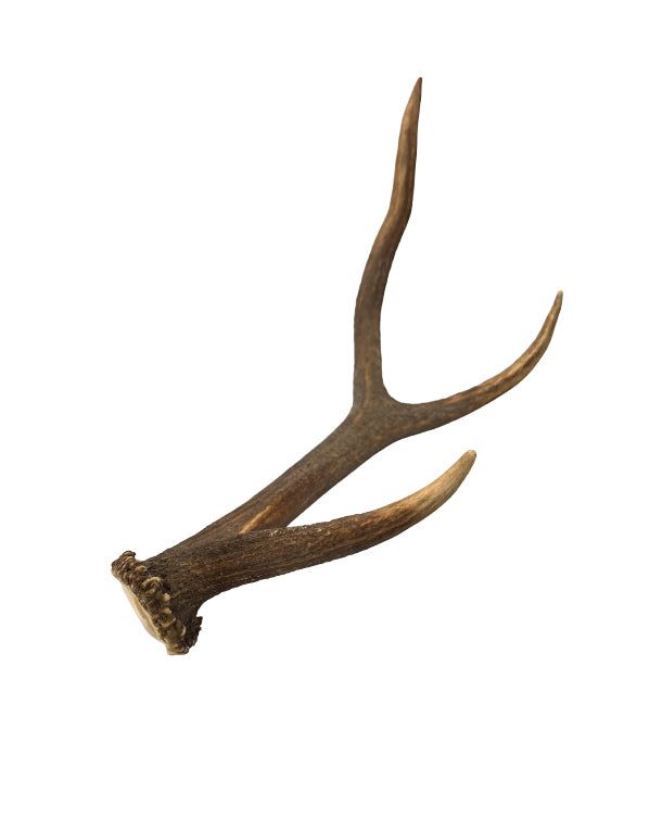 Vrais bois de cerf rouge