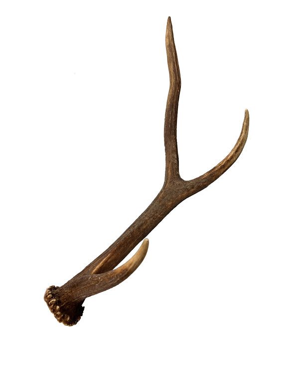 Vrais bois de cerf rouge