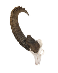 Abnormaler Steinbock Schädel