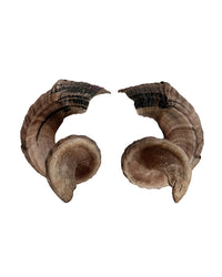 Real Valais Blacknose Sheep Horns