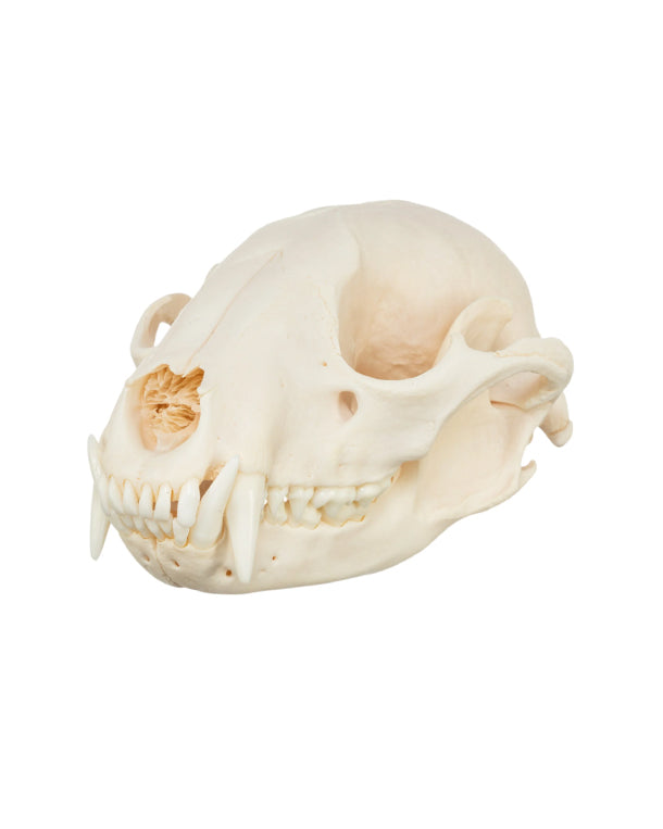 Real raccoon skull