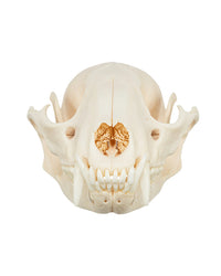Real raccoon skull