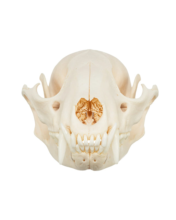 Real raccoon skull
