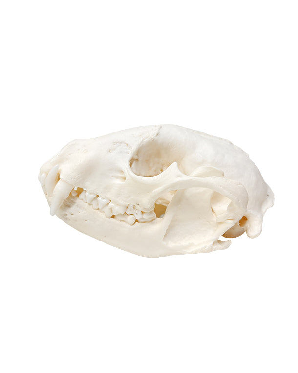 Real raccoon skull