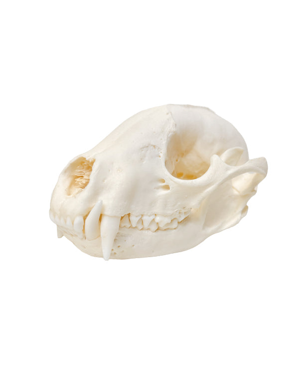 Real raccoon skull