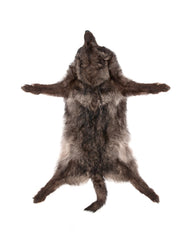 Schwarzer Wolf