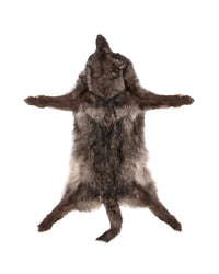 Schwarzer Wolf
