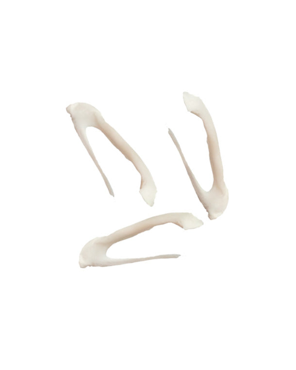 Reh Zwischenkieferknochen