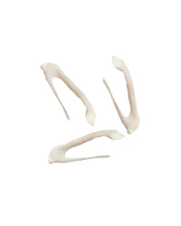 Reh Zwischenkieferknochen