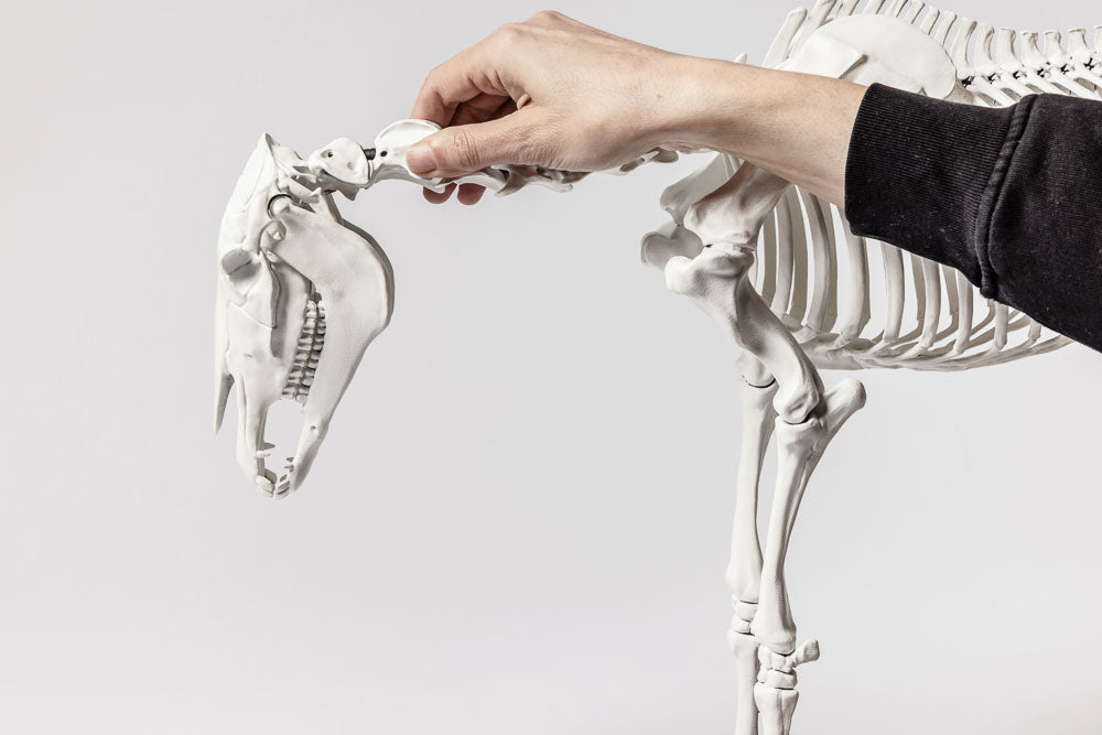 Pferdeskelett Modell Maximus von SWISSskulls anatomisch korrekt