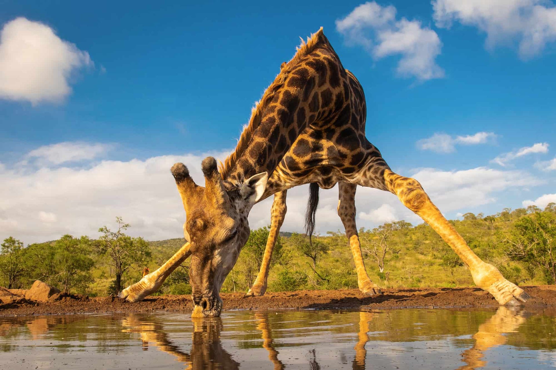 Der achte Wirbel – Das geheime Glied im Hals der Giraffe