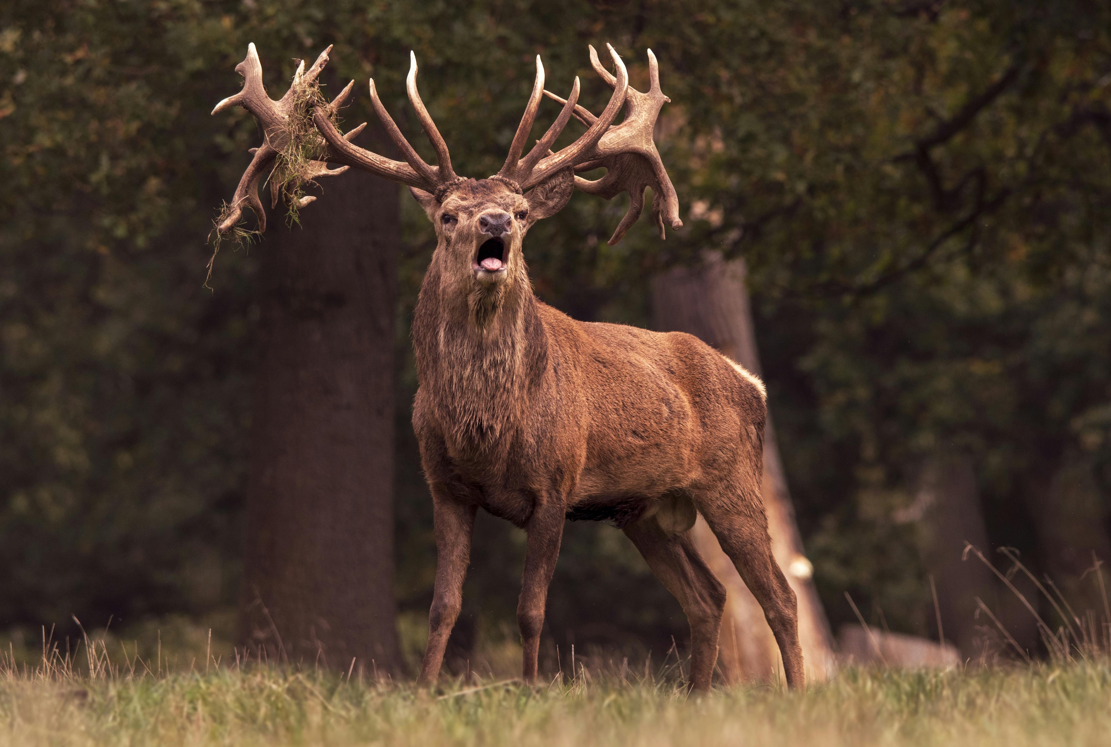 Das Geweih des Hirsches – schnellst wachsende Knochenstrukturen im Tierreich.