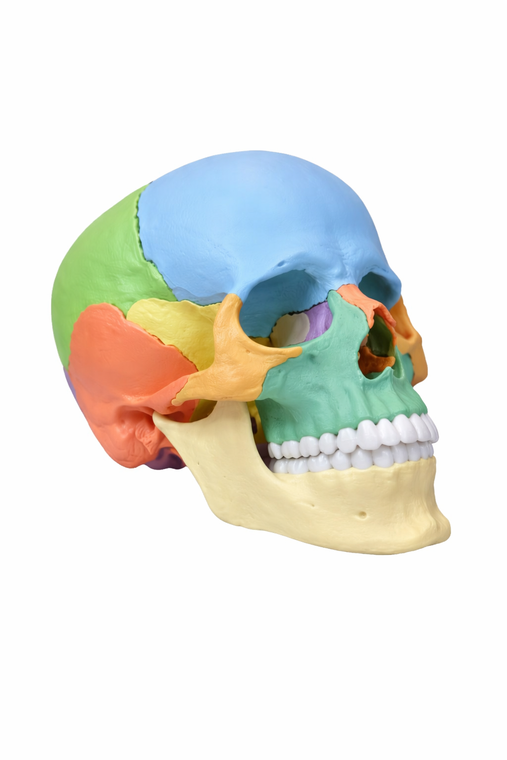 Echte menschliche Knochen kaufen bei SWISSskulls – professionell präparierte Knochenpräparation in hoher anatomischer Qualität