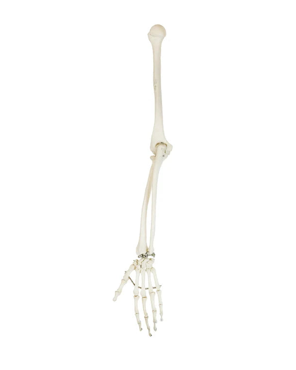 Menschliche Knochen günstig online kaufen bei SWISSskulls. Echte und anatomische Modelle für Studium, Praxis und Sammlung – hochwertig, detailgetreu und schnell geliefert.
