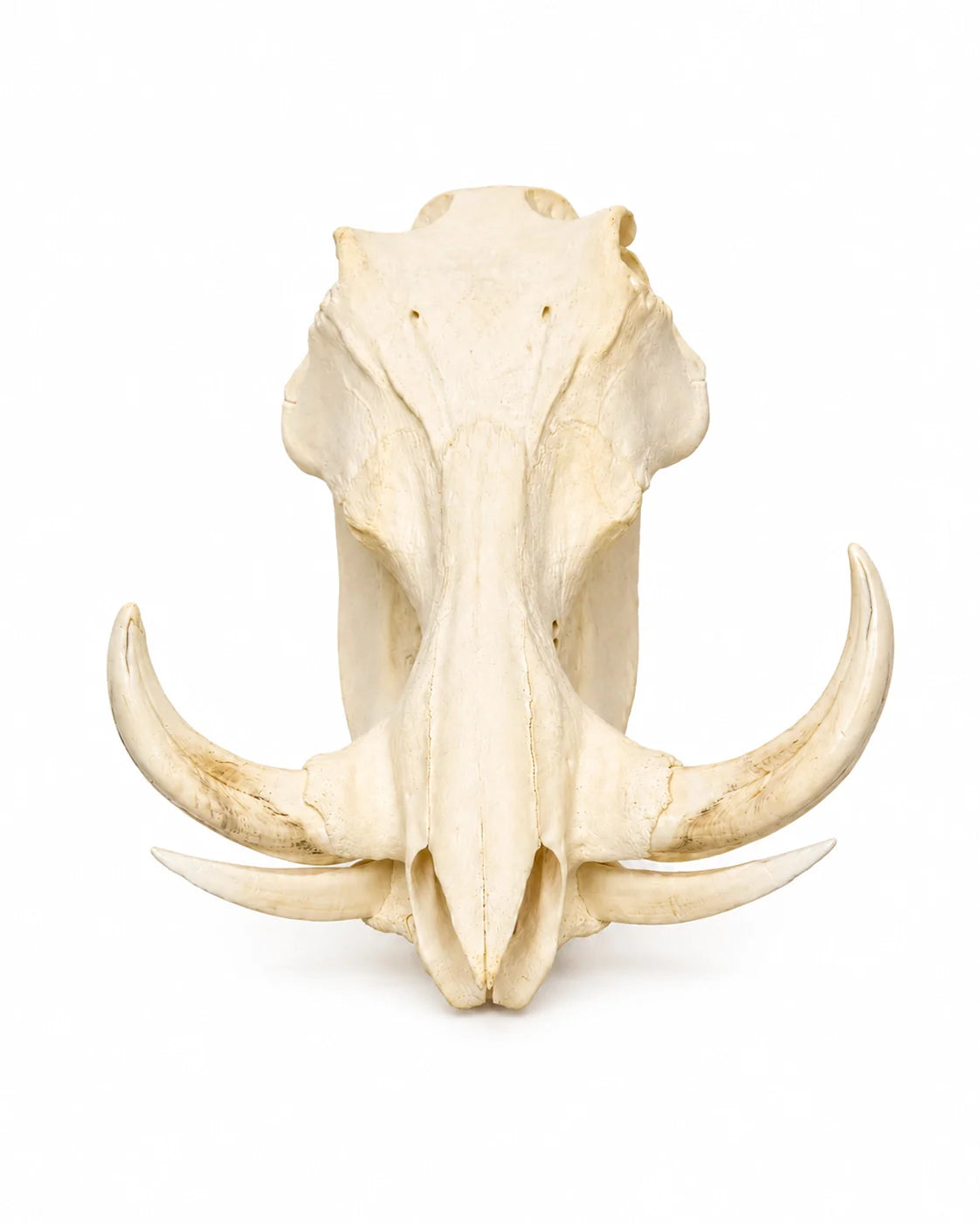 Echte Huftierschädel von SWISSskulls für Sammler und Museen.