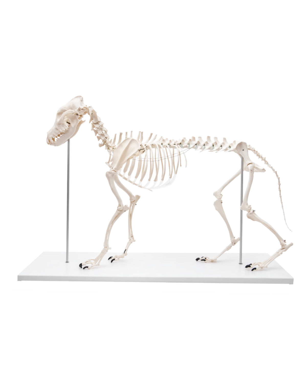 SWISSskulls International здійснює доставку по всьому світу. У нашому інтернет-магазині ти знайдеш високоякісні продукти Erler Zimmer для навчання та наукової роботи. 