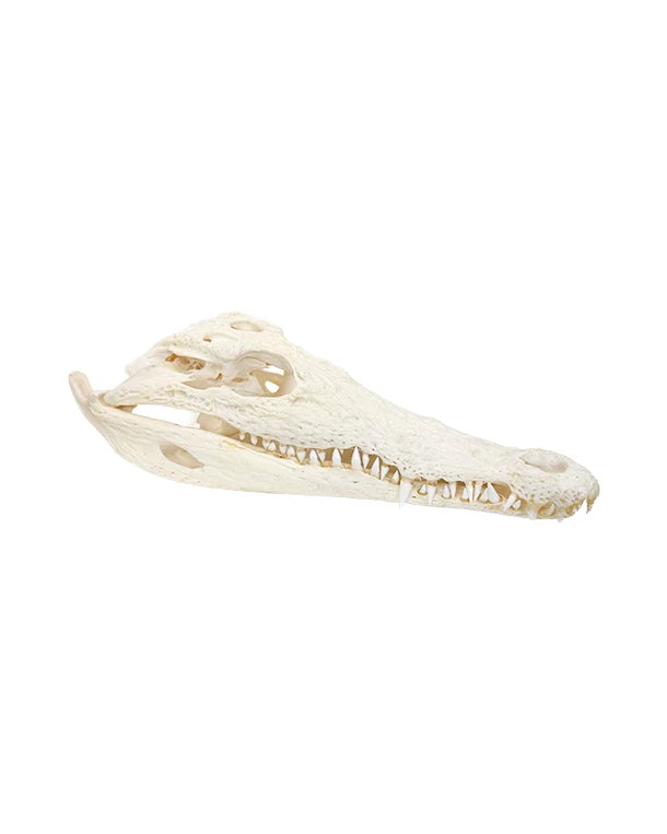 Reptilien & Amphibien
