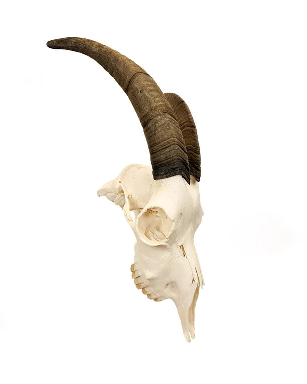 Tierschädel echt