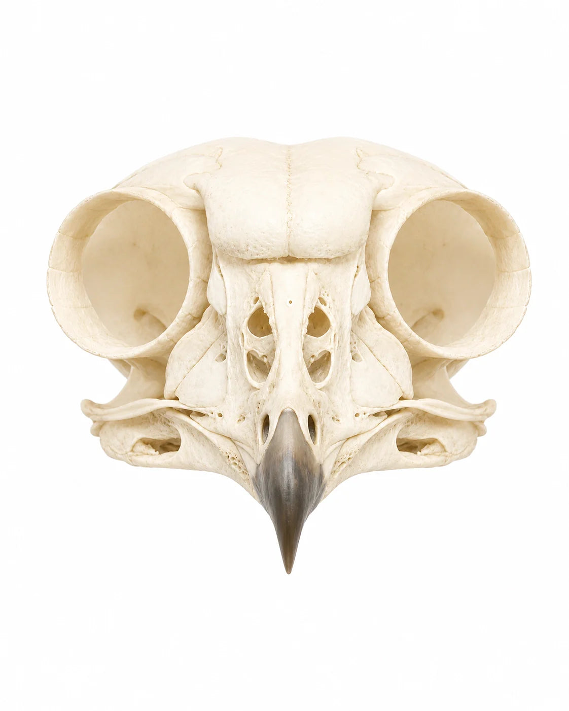 Echte Vogelschädel von SwissSkulls für Sammler, Forschung und naturkundliche Ausstellungen.