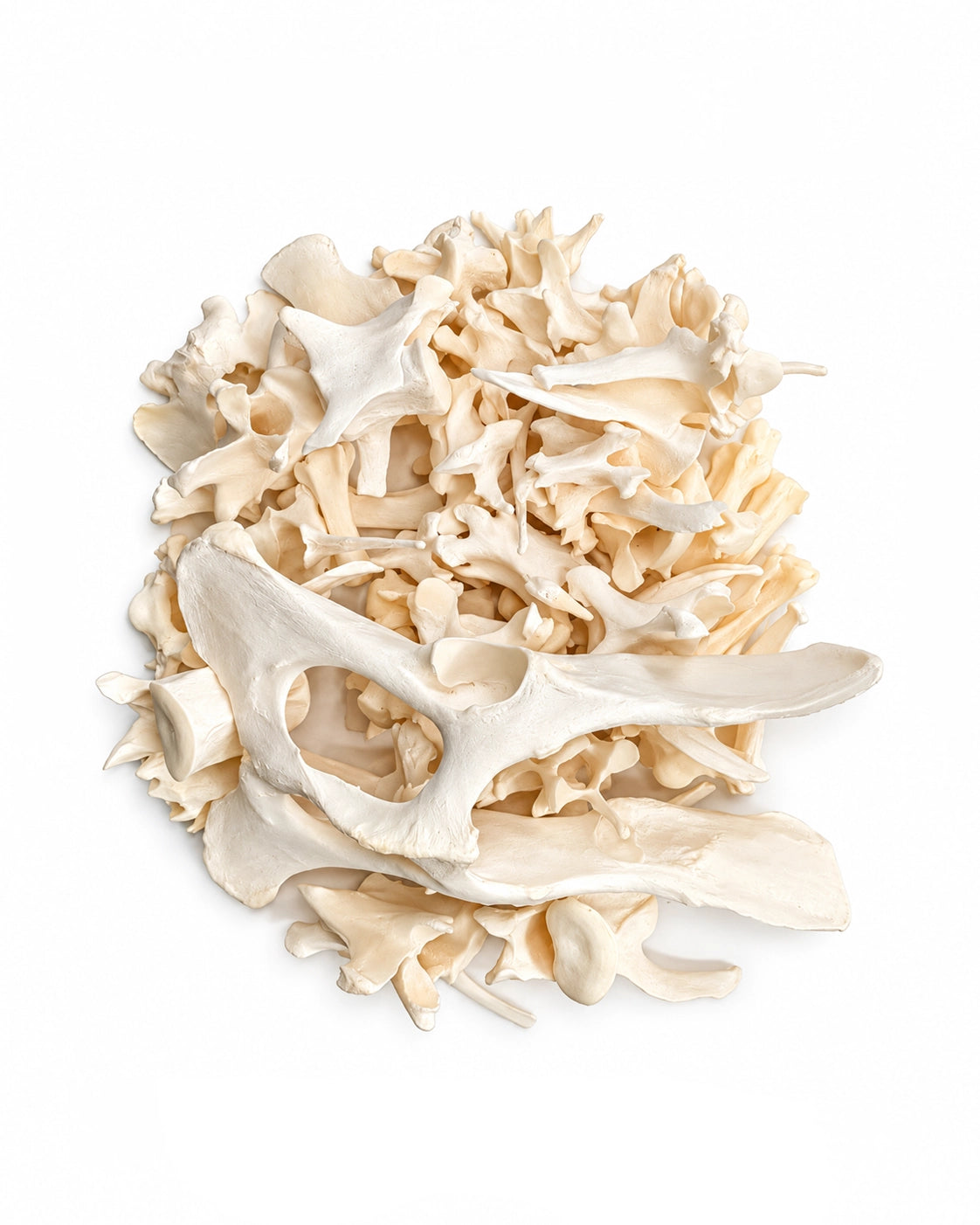 Echte Geparden Knochen