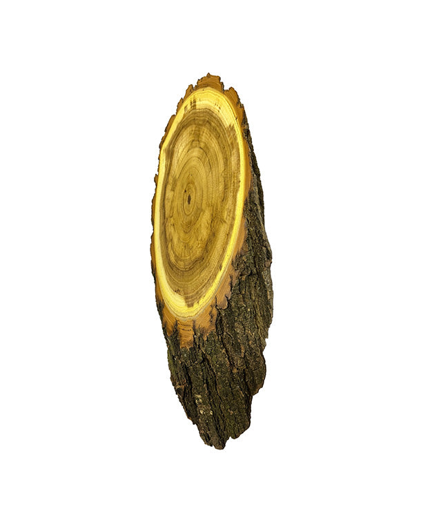 Acacia trophy shield 23x12cm (wedge-shaped)