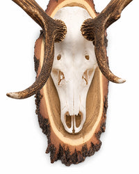 Rothirsch auf Akazien Trophäenschild grosse Trophäenschilder 50cm für Hirsch Trophäen
