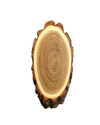 Akazien-Trophäenschilder 22cm mit Kieferfach online kaufen bei SWISSskulls – hochwertige Montageplatten für Jagdtrophäen.