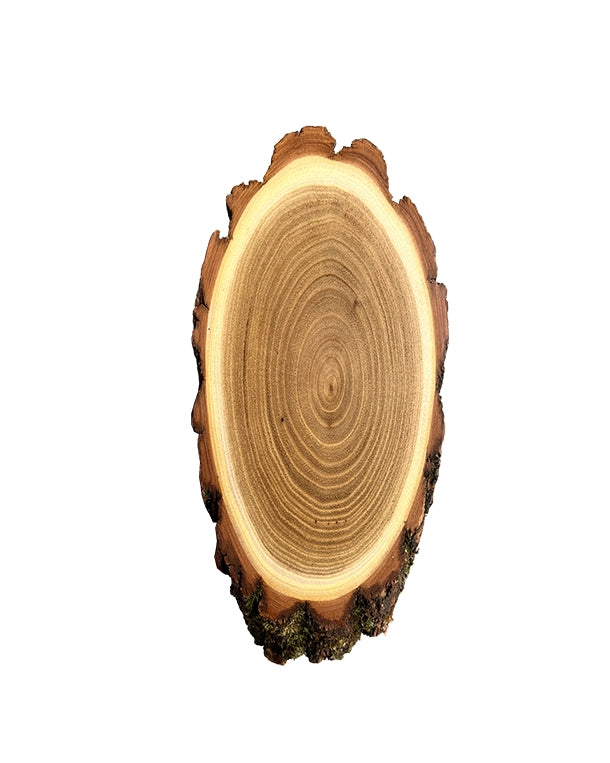 Akazien-Trophäenschilder 22cm mit Kieferfach online kaufen bei SWISSskulls – hochwertige Montageplatten für Jagdtrophäen.