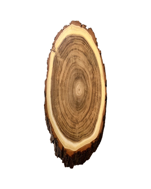 Acacia trophy shield 45x21cm