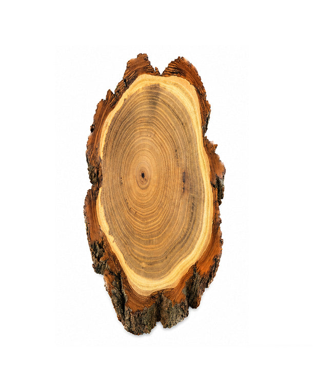 Akazien-Trophäenschilder 25cm mit Kieferfach online kaufen bei SWISSskulls – hochwertige Montageplatten für Jagdtrophäen.