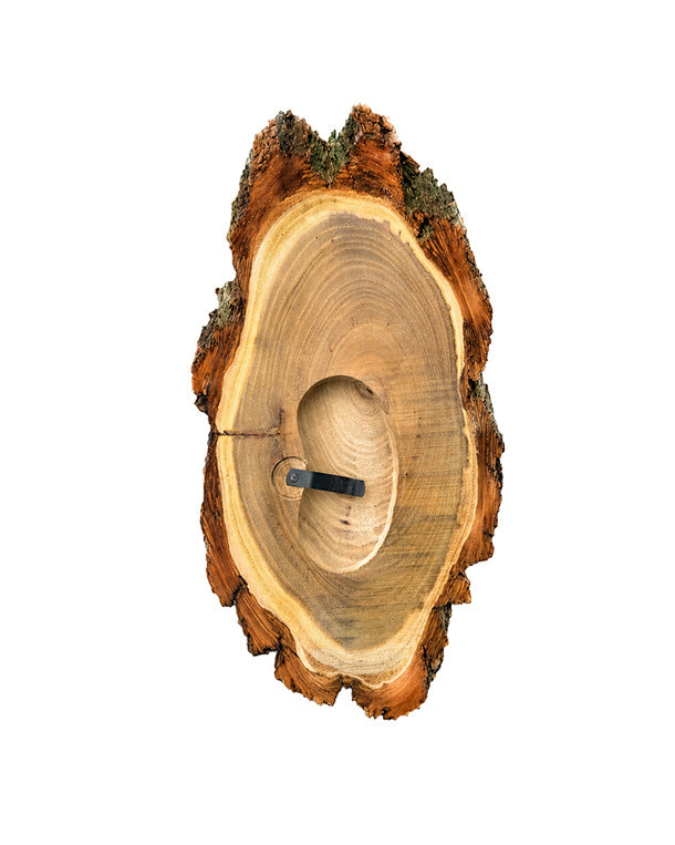 Akazien-Trophäenschilder 25cm mit Kieferfach online kaufen bei SWISSskulls – hochwertige Montageplatten für Jagdtrophäen.